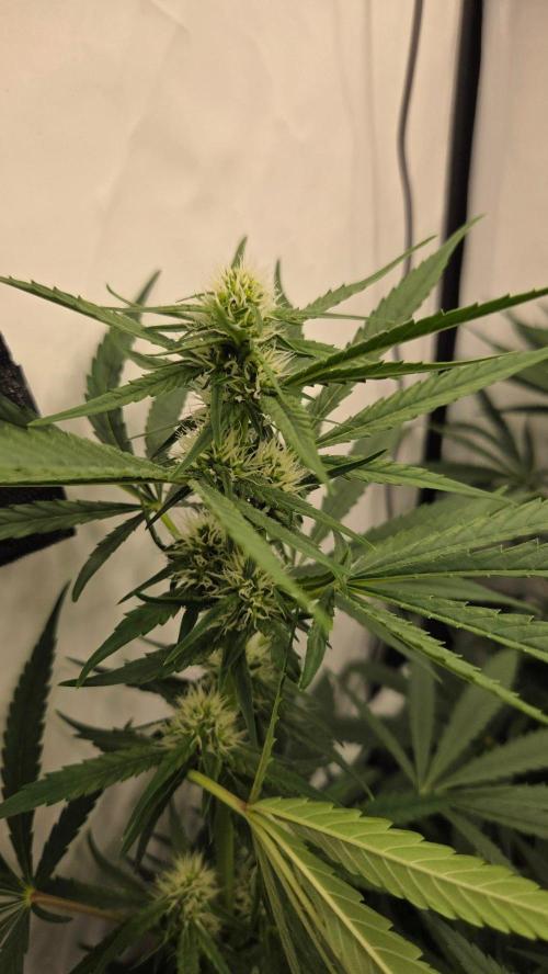 CCG / Sensi Malibu OG Gold. Week 9 - Tag 67

Blütetag 26