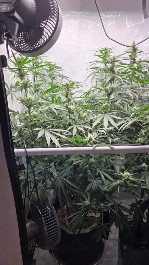 CCG / Sensi Malibu OG Gold. Week 9 - Tag 67
Blütetag 26