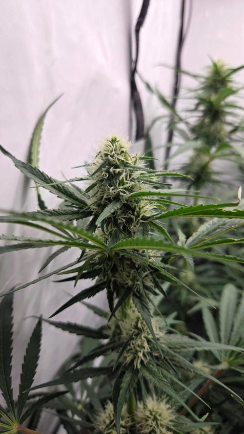 CCG / Sensi Malibu OG Gold. Week 9 - Tag 70
Blütetag 29