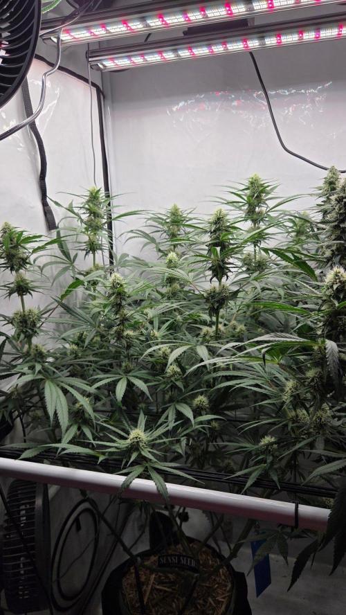 CCG / Sensi Malibu OG Gold. Week 9 - Tag 70
Blütetag 29