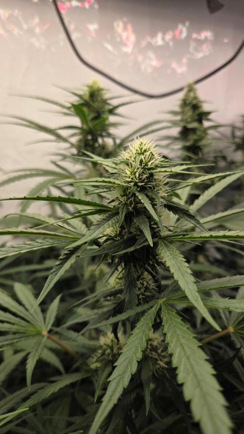 CCG / Sensi Malibu OG Gold. Week 9 - Tag 70
Blütetag 29