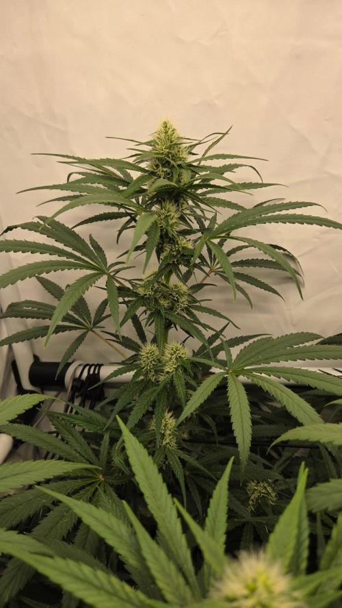 Malibu OG Gold Fem. Week 9
