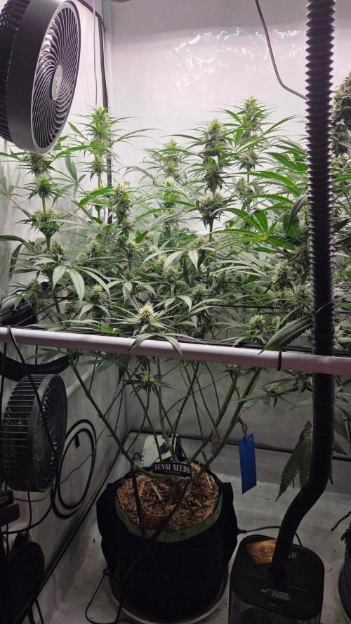 CCG / Sensi Malibu OG Gold. Week 10 - Tag 71
Blütetag 30