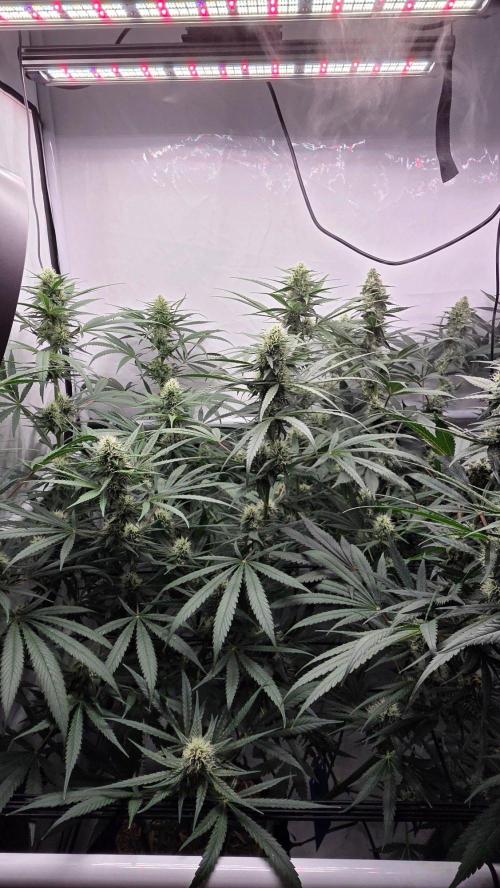 CCG / Sensi Malibu OG Gold. Week 10 - Tag 72
Blütetag 31
