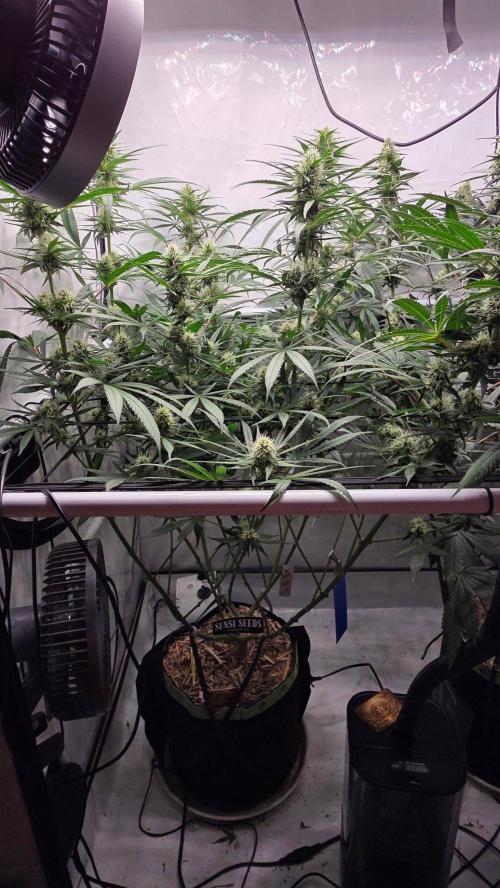 Malibu OG Gold Fem. Week 10