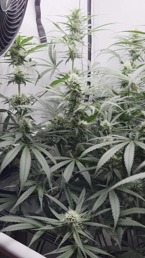 CCG / Sensi Malibu OG Gold