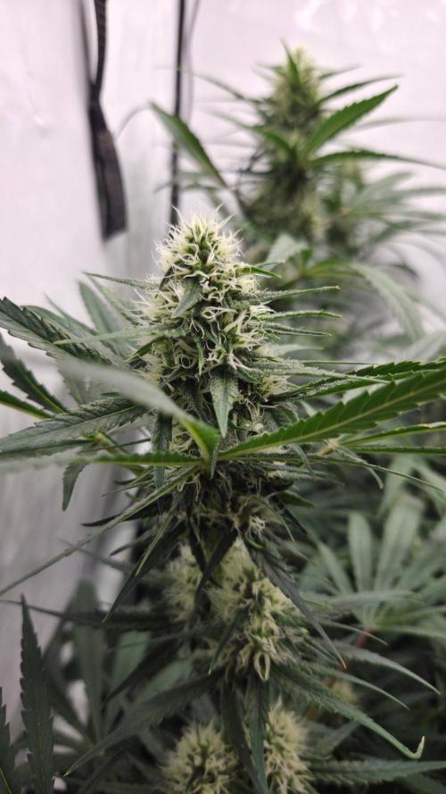 CCG / Sensi Malibu OG Gold. Week 10 - Tag 73
Blütetag 32
