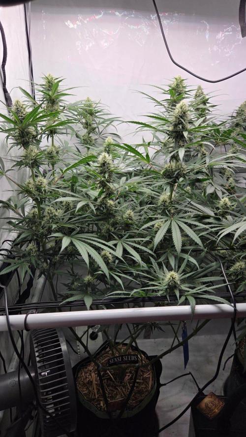 Malibu OG Gold Fem. Week 10