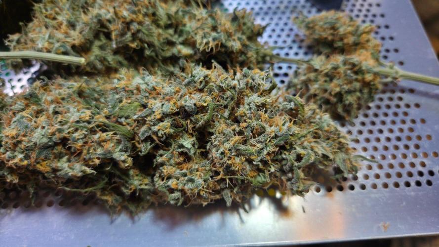 Kannabias Cherry Dream. Week 15