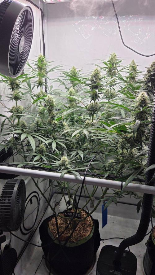 Malibu OG Gold Fem. Week 10