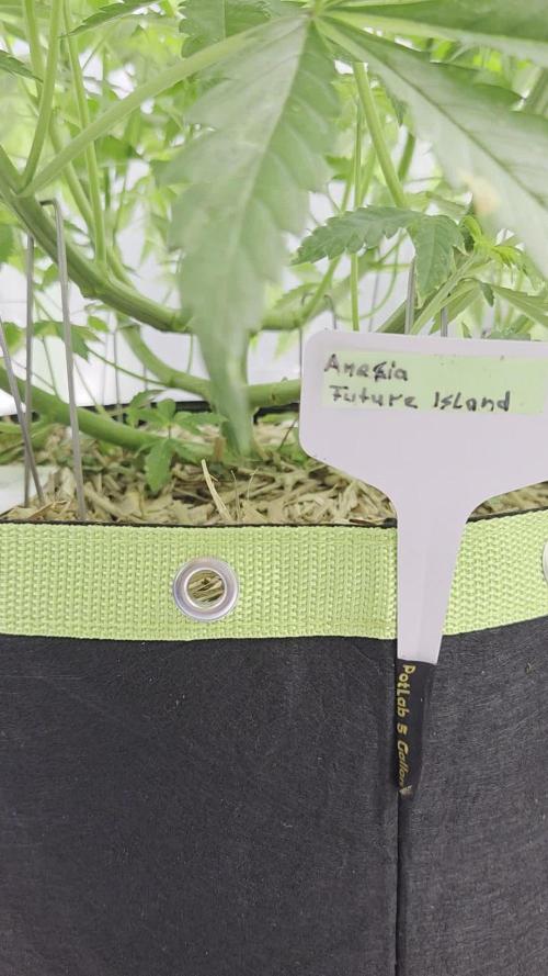 Future Island. Week 7