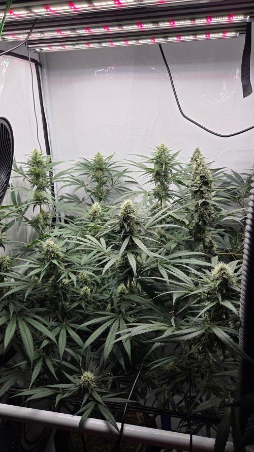 Malibu OG Gold Fem. Week 10