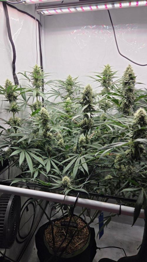 Malibu OG Gold Fem. Week 10