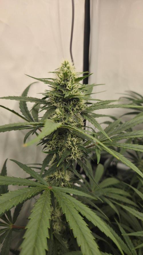 CCG / Sensi Malibu OG Gold. Week 10 - Tag 77
Blütetag 36