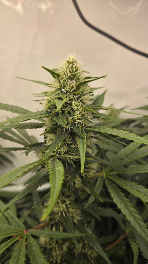 CCG / Sensi Malibu OG Gold. Week 10 - Tag 77
Blütetag 36