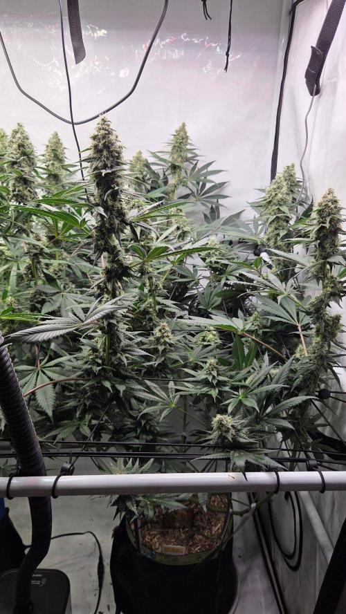 Tropicanna Poison F1 Fast Version. Week 11