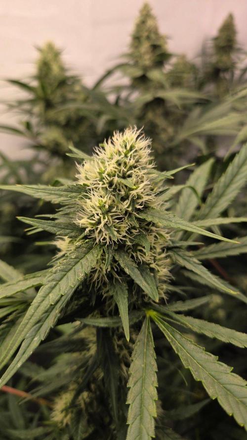 CCG / Sensi Malibu OG Gold. Week 11 - Tag 79
Blütetag 38