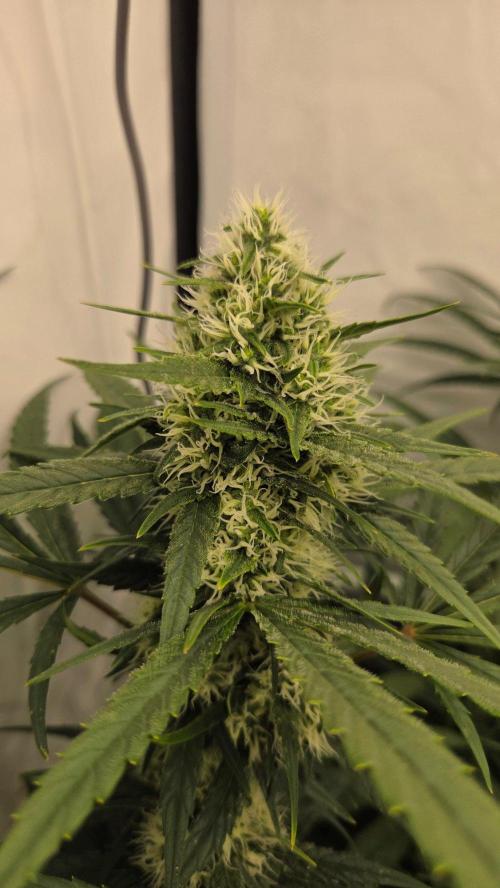 CCG / Sensi Malibu OG Gold. Week 11 - Tag 79
Blütetag 38