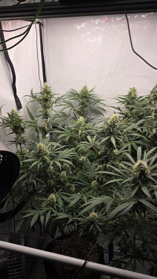 CCG / Sensi Malibu OG Gold. Week 11 - Tag 79
Blütetag 38