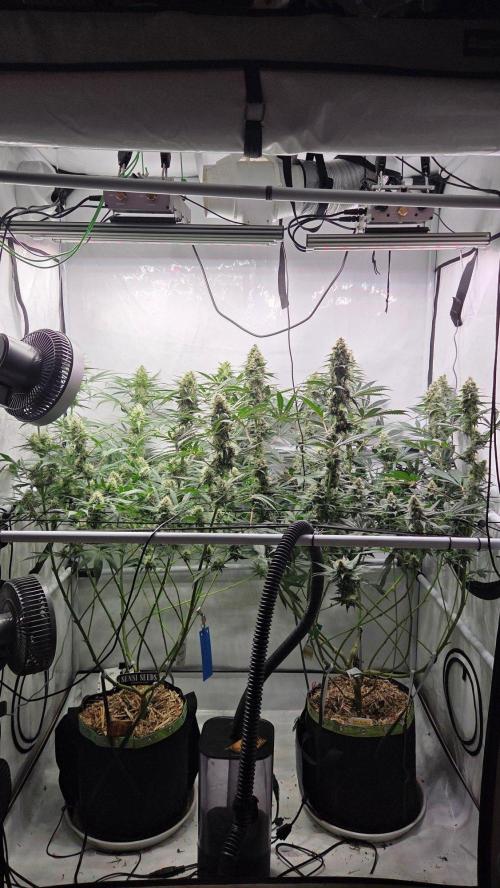 CCG / Sensi Malibu OG Gold. Week 11 - Tag 79
Blütetag 38
Links Malibu OG