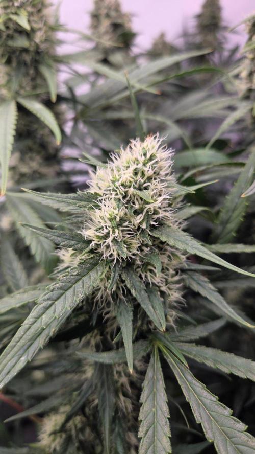 CCG / Sensi Malibu OG Gold. Week 11 - Tag 80
Blütetag 39