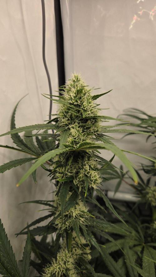 CCG / Sensi Malibu OG Gold. Week 11 - Tag 80
Blütetag 39