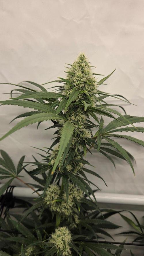 CCG / Sensi Malibu OG Gold. Week 11 - Tag 80
Blütetag 39