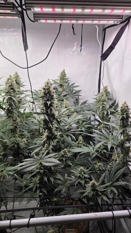 Tropicanna Poison F1 Fast Version. Week 11