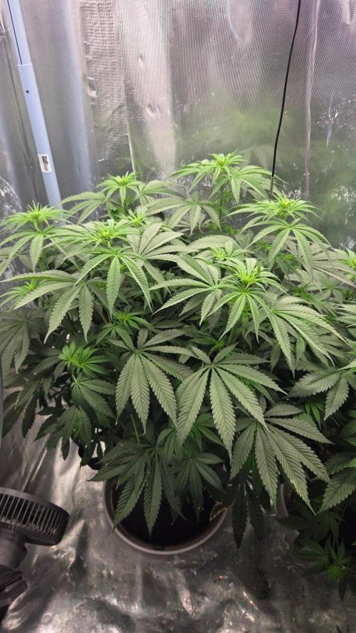 Future Island. Week 7