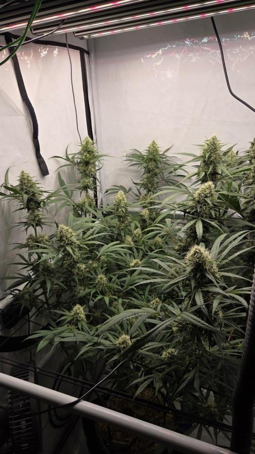 CCG / Sensi Malibu OG Gold. Week 11 - Tag 81
Blütetag 40