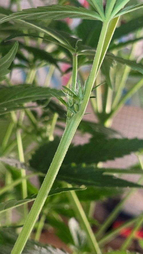 Blimburns Bubble Gum Sherb. Week 9