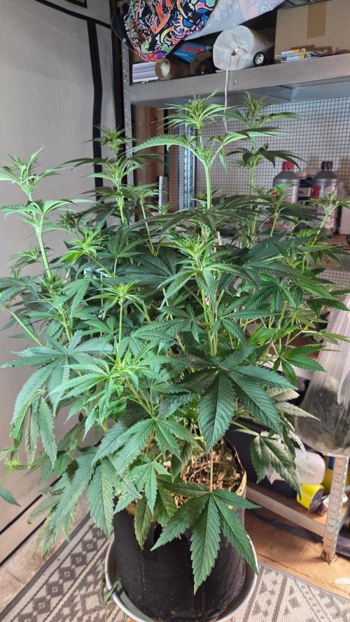 Blimburns Bubble Gum Sherb. Week 9
