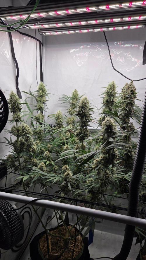CCG / Sensi Malibu OG Gold. Week 11 - Tag 84
Blütetag 43