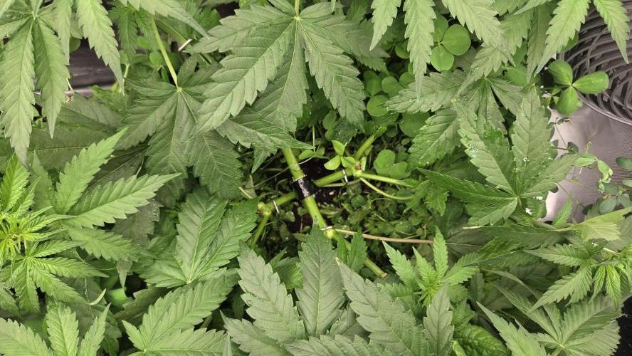T.H.Seeds Bubble Banana Gum. Week 6 - Tag 43
Blütetag 8
Stamm und Boden drum herum wieder frei!