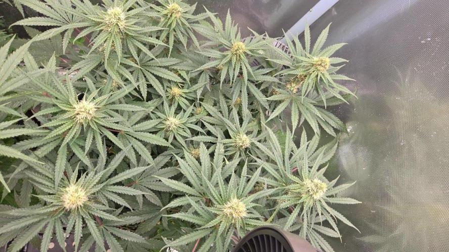 T.H.Seeds Bubble Banana Gum. Week 9 - Tag 65
Blütetag 30