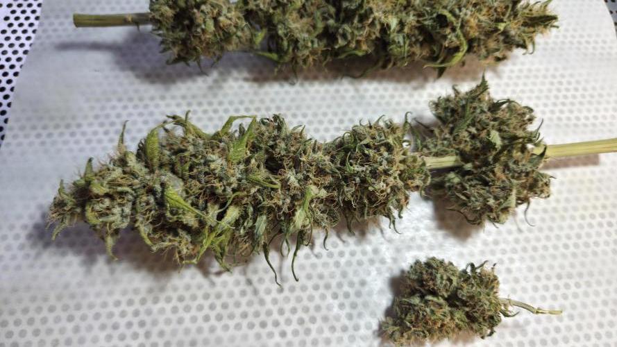 Kannabia Sunset Sherbet Go Fast. Week 16 - Verarbeitung der übriggebliebenen Frühernte.
