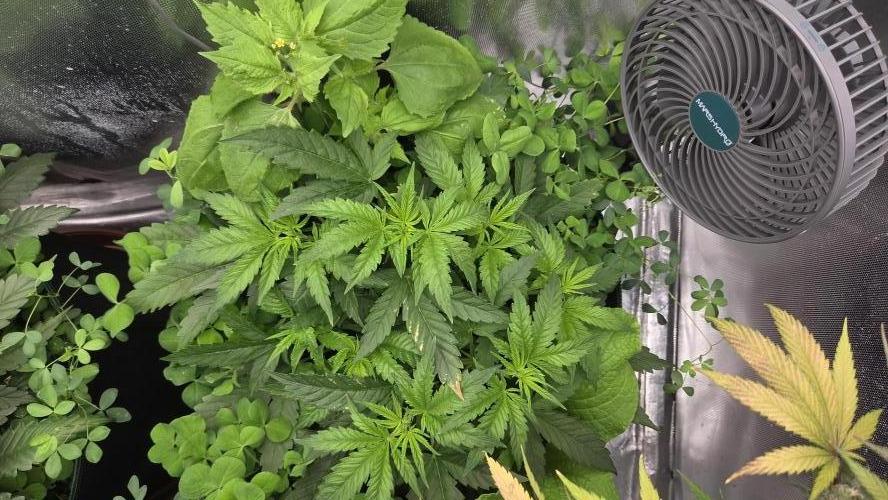T.H.Seeds Bubble Banana Gum. Week 5 - Tag 37
Blütetag 2
