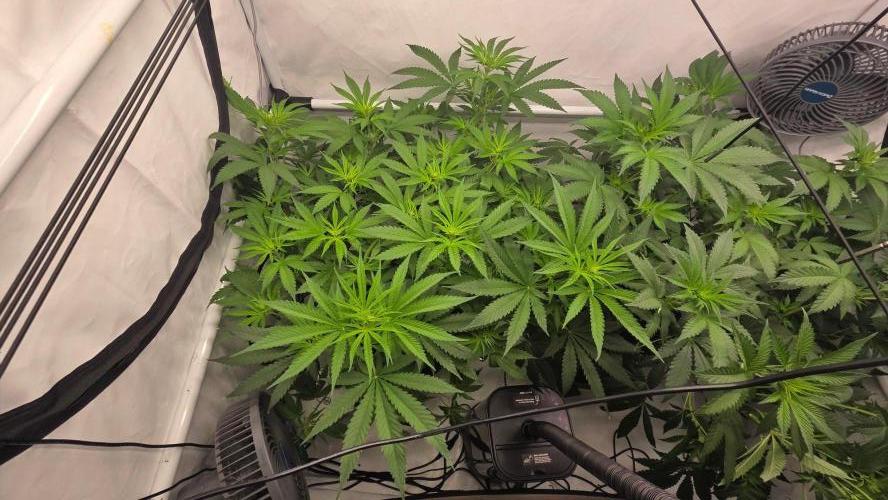 CCG / Sensi Malibu OG Gold. Week 6 - Tag 49
Blütetag 8
