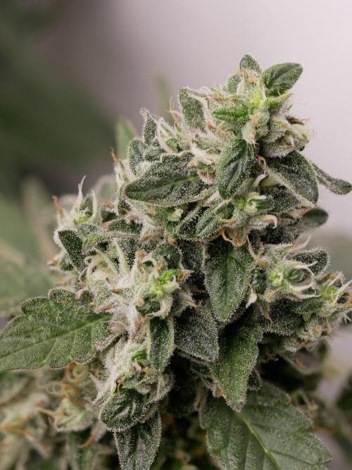 Kannabias Karibbean Mango. Week 14 - Tag 103
Blütetag 68