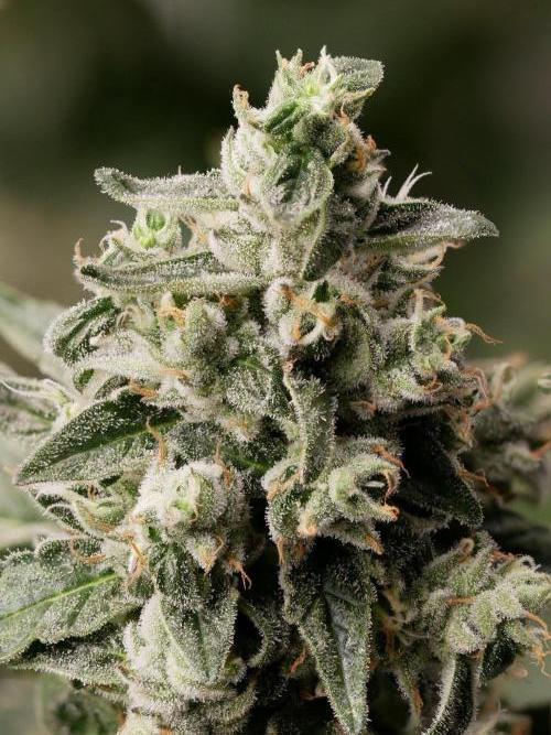 Kannabias Karibbean Mango. Week 14 - Tag 103
Blütetag 68