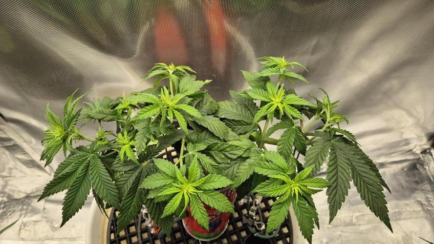 Gorillamelon (Pringles-Cup). Week 6 - Tag 39
Blütetag 14