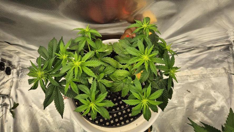 Gorillamelon (Pringles-Cup). Week 6 - Tag 41
Blütetag 16