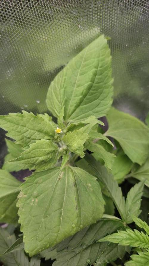 T.H.Seeds Bubble Banana Gum. Week 5 - Den Kollegen haben wir nicht gepflanzt.