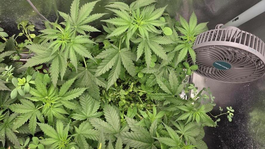 T.H.Seeds Bubble Banana Gum. Week 6 - Geschreddertes Franzosenkraut in die Mitte und dann nach Außen verteilen.