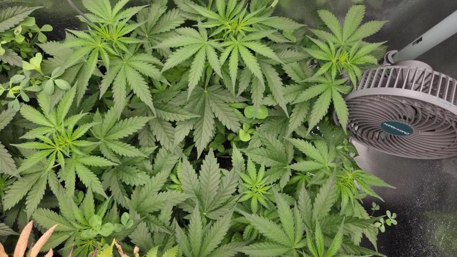 T.H.Seeds Bubble Banana Gum. Week 6 - Tag 45
Blütetag 10