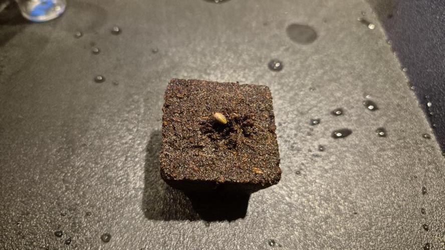 Sensis Cherry Strudel. Week 0 - Tag 1