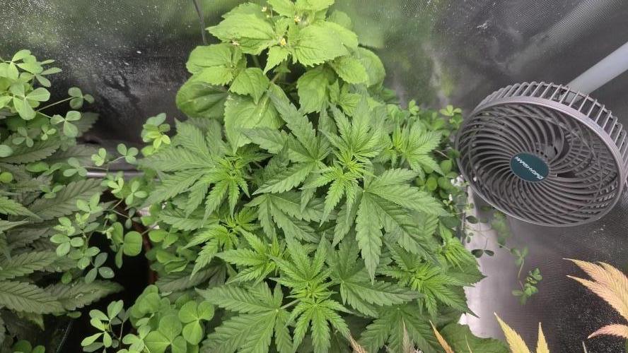 T.H.Seeds Bubble Banana Gum. Week 5 - Tag 39
Blütetag 4