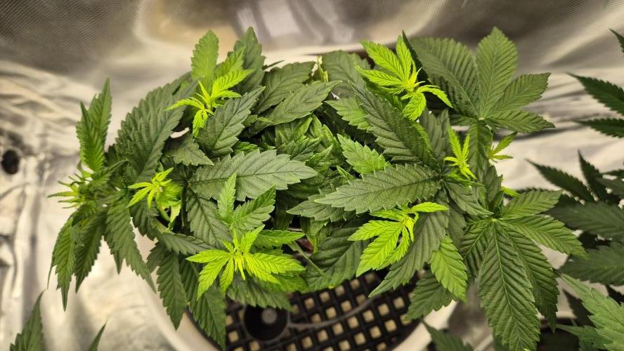 Gorillamelon (Pringles-Cup). Week 5 - Tag 35
Blütetag 9