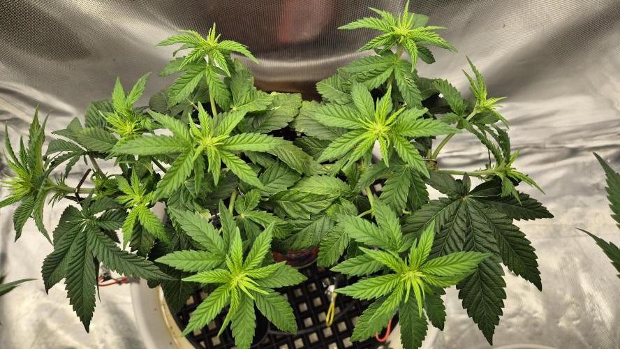 Gorillamelon (Pringles-Cup). Week 6 - Tag 40
Blütetag 15