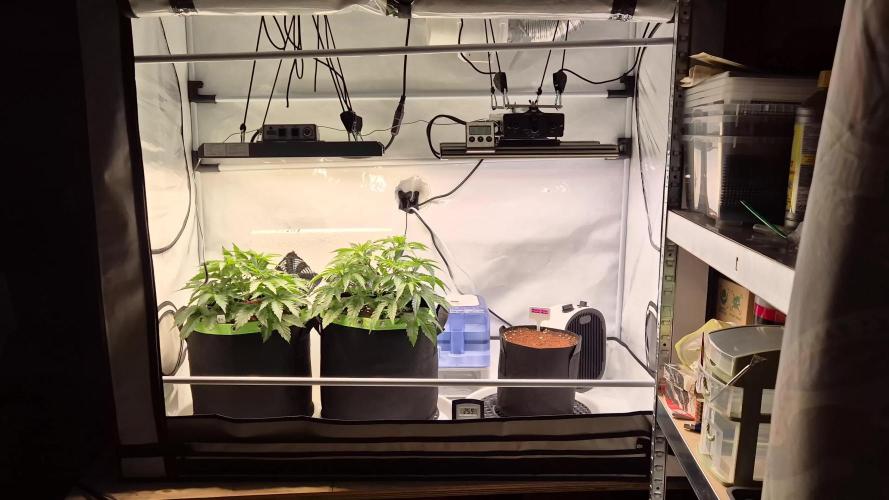 Anesias Auto Blueberry Banana 